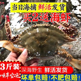 【保鲜不保活】莱州湾梭子蟹新鲜红膏蟹海蟹螃蟹母蟹满黄蟹全母蟹