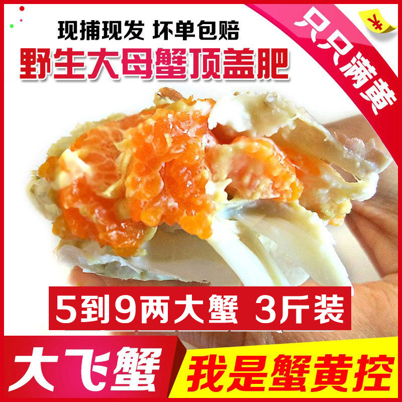 莱州湾梭子蟹活鲜满黄母蟹飞蟹海蟹特大白蟹螃蟹 保鲜不保活 顺丰
