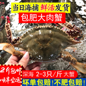 烟台梭子蟹白蟹螃蟹新鲜梭子蟹海蟹公蟹飞蟹莱州 保鲜不保活