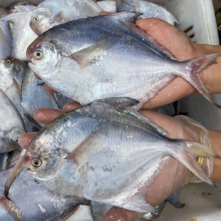 野生银鲳鱼 银鲳鱼白鲳鱼海鲜新鲜小鲳鱼平鱼鲜活鲳鳊鱼海鱼 1斤