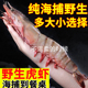 鲜活虎虾新鲜冷冻大虎虾竹节虾斑节虾海捕大虾2斤3只巨型大虾对虾