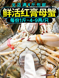 梭子蟹鲜活满黄母蟹螃蟹大飞蟹红膏海蟹3斤莱州海鲜水产顺丰包邮