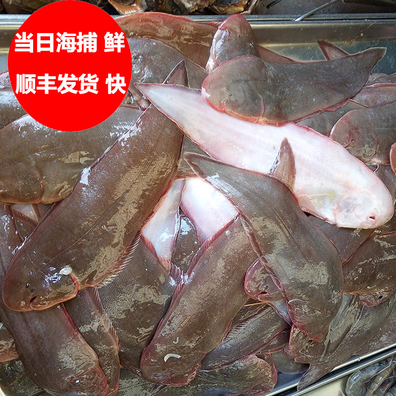 龙利鱼 新鲜海捕舌头鱼鳎目鱼踏板鱼鳎米鱼深海鱼1斤5-8条 满包邮