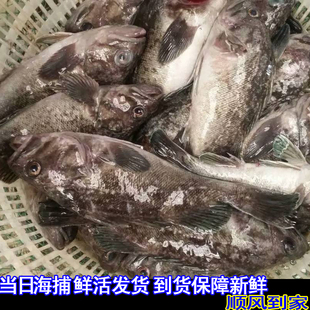烟台莱州湾 黑鱼 新鲜 黑头鱼 鲜活 孕妇宝宝辅食 1-2斤条 满包邮