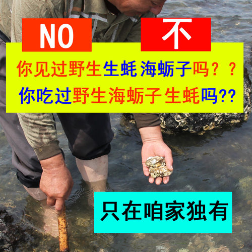 乳山生蚝鲜活海鲜水产海蛎子贝壳新鲜牡蛎带壳5斤特大烟台生蚝