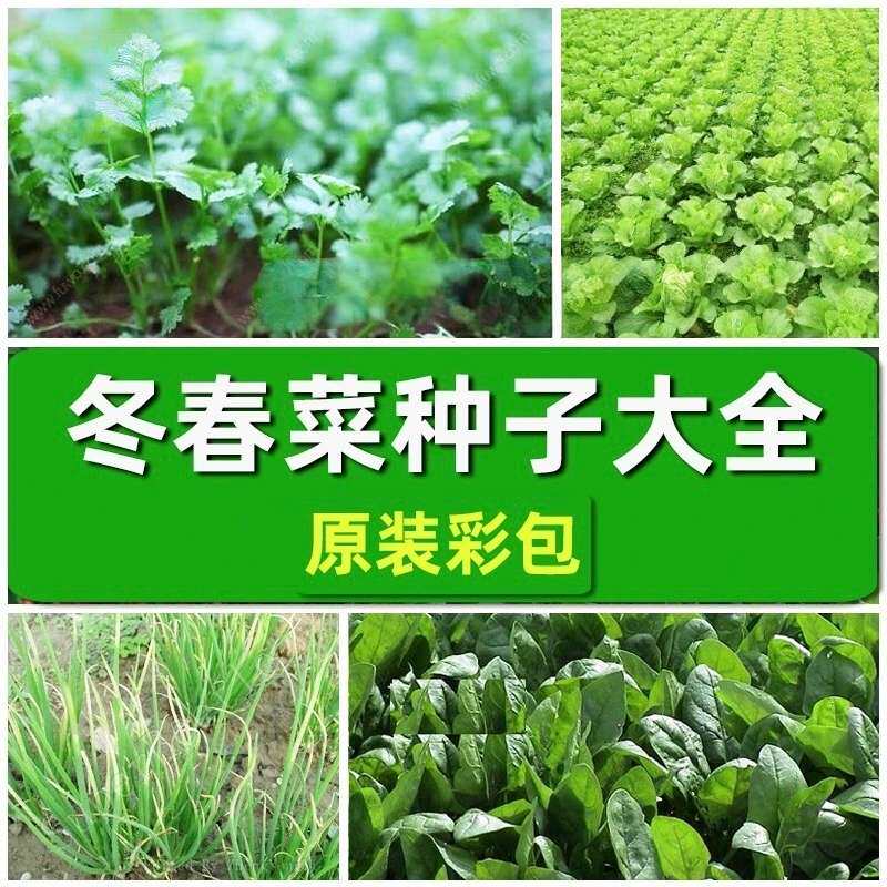 耐寒冬春适播蔬菜种子菜籽辣椒韭菜小葱萝卜白菜菠菜阳台盆栽庭院 - 实物图