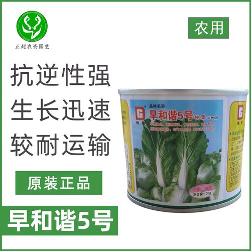 德高早和谐5号快菜种子高产长速快耐运美观好吃优质农家蔬菜种子