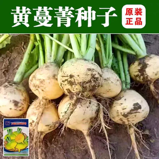 黄蔓菁种子春秋季光头芥菜黄肉大头菜种子肉黄色蔬菜种子家庭种植
