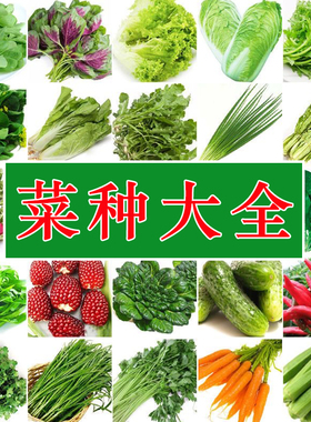 菜种籽蔬菜种子四季菜籽香菜菠菜阳台菜园小葱辣椒玉米种子春播