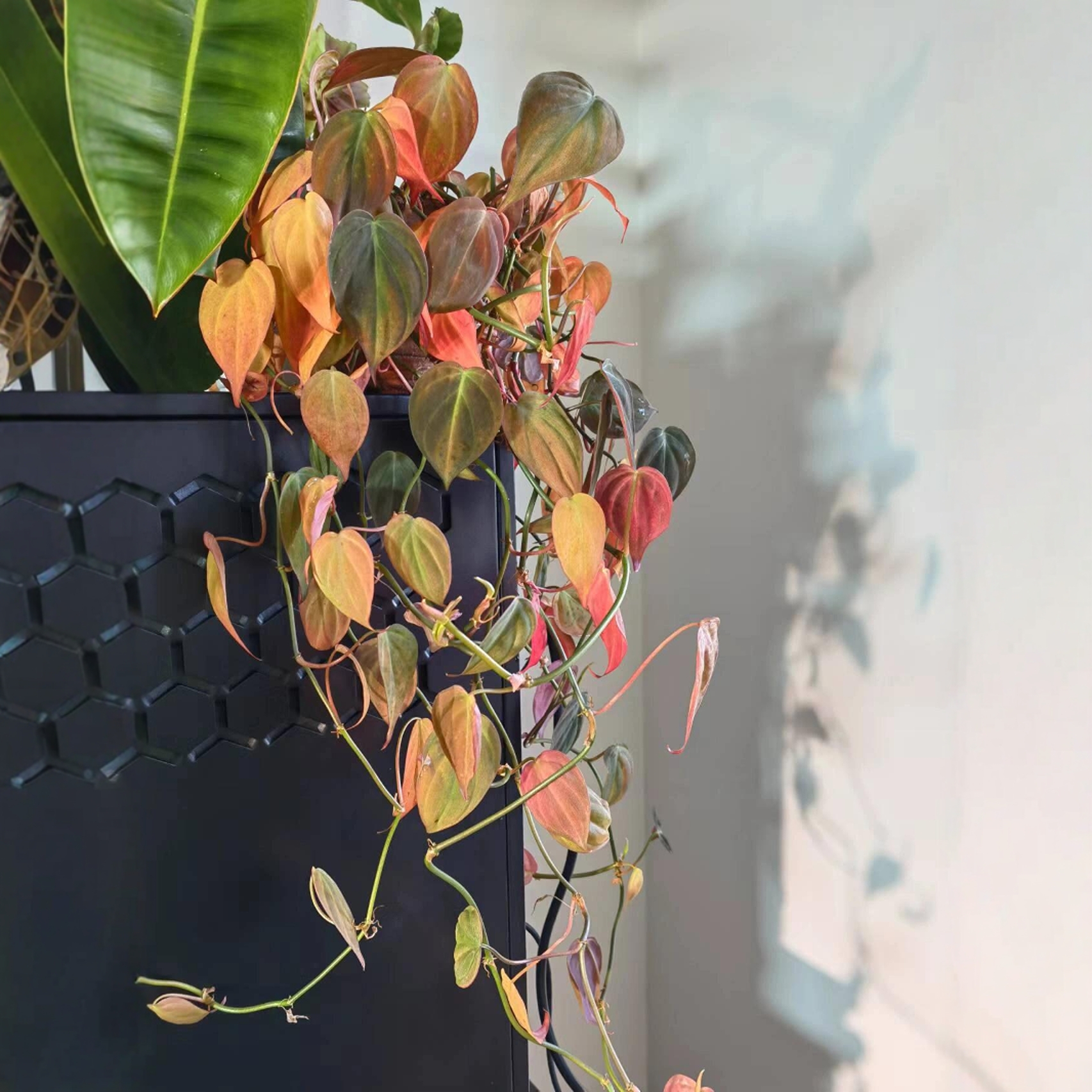 云母蔓绿绒垂吊爬藤网红热植