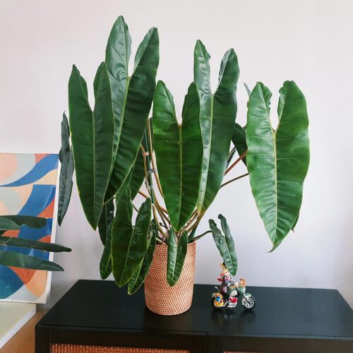 橙柄蔓绿绒热植皮实好养
