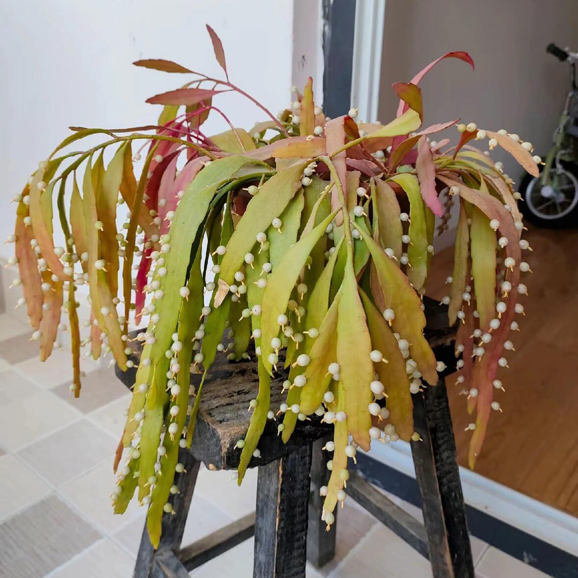 红叶丝苇热带雨林吊兰植物垂吊绿植室内盆栽阳台花庭院耐阴仙人掌