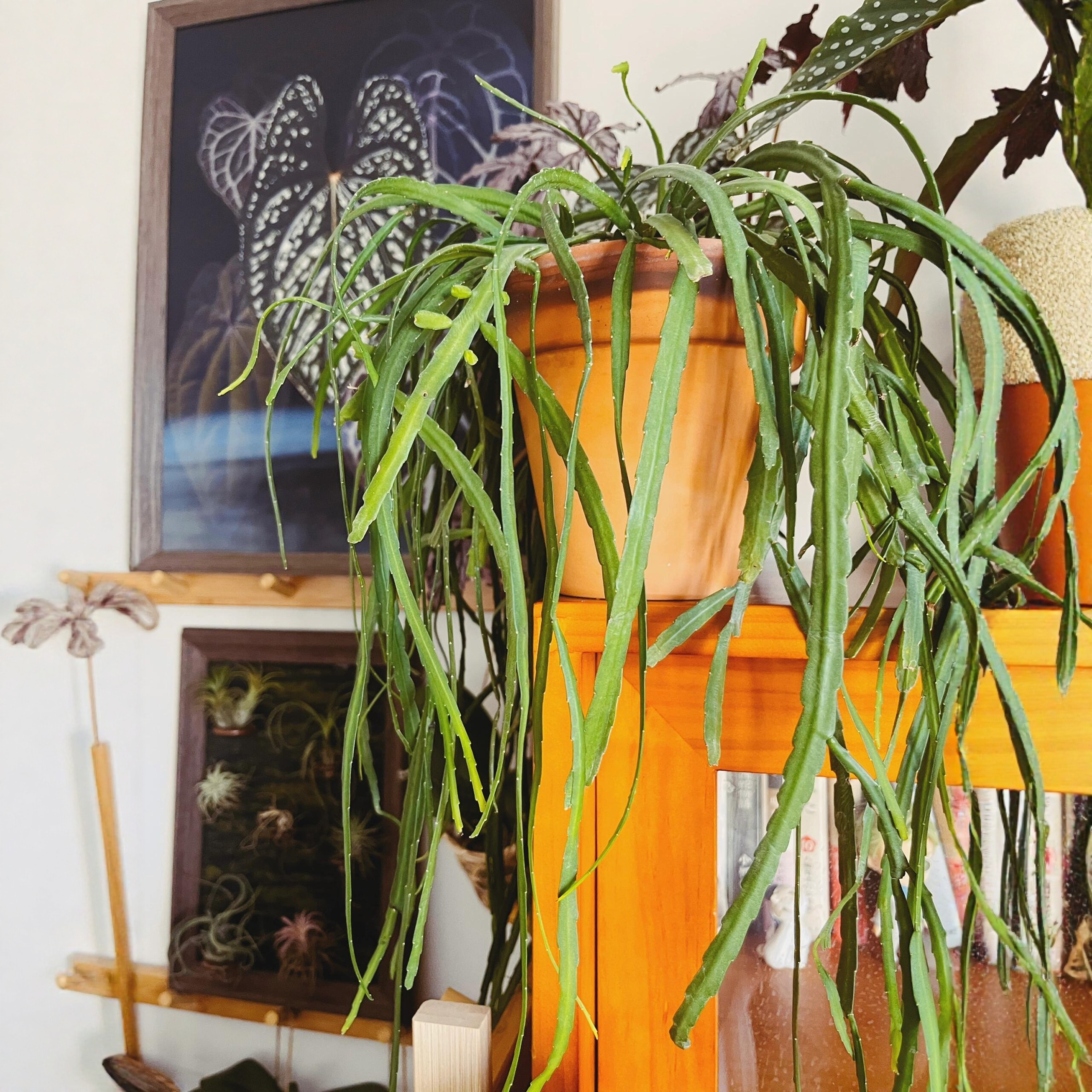 玻利维亚丝苇热带雨林垂吊植物