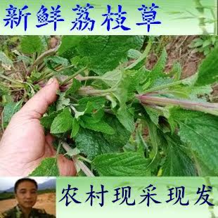 500克包邮 新鲜  农村蛤蟆草菜荔枝草整棵带根癞蛤蟆草新鲜整株草