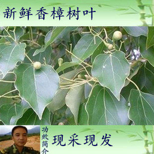 500克包邮新鲜樟树叶香樟叶 香樟树树叶 香樟树枝 樟木叶 樟叶