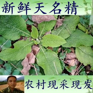 500克包邮 鲜货 现采新鲜天名精中草药材 野烟山烟野叶烟带根全株