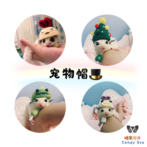 candysea蜜袋鼯仓鼠通心粉