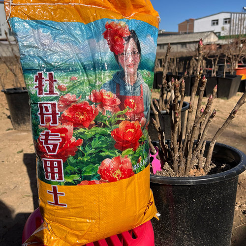 牡丹芍药通用牡丹专用土