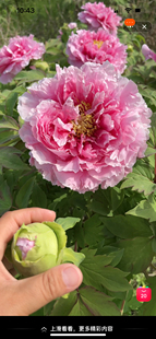 粉牡丹【花竞】长势强 易成花  露台花园庭院 盆栽地栽 耐寒花卉