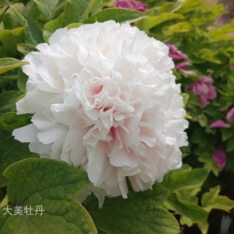 白牡丹【白雪塔】清新素雅 阳台花园庭院 盆栽 地栽 洛阳木本花卉图片