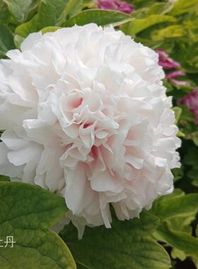 白牡丹【白雪塔】清新素雅 阳台花园庭院 盆栽 地栽 洛阳木本花卉
