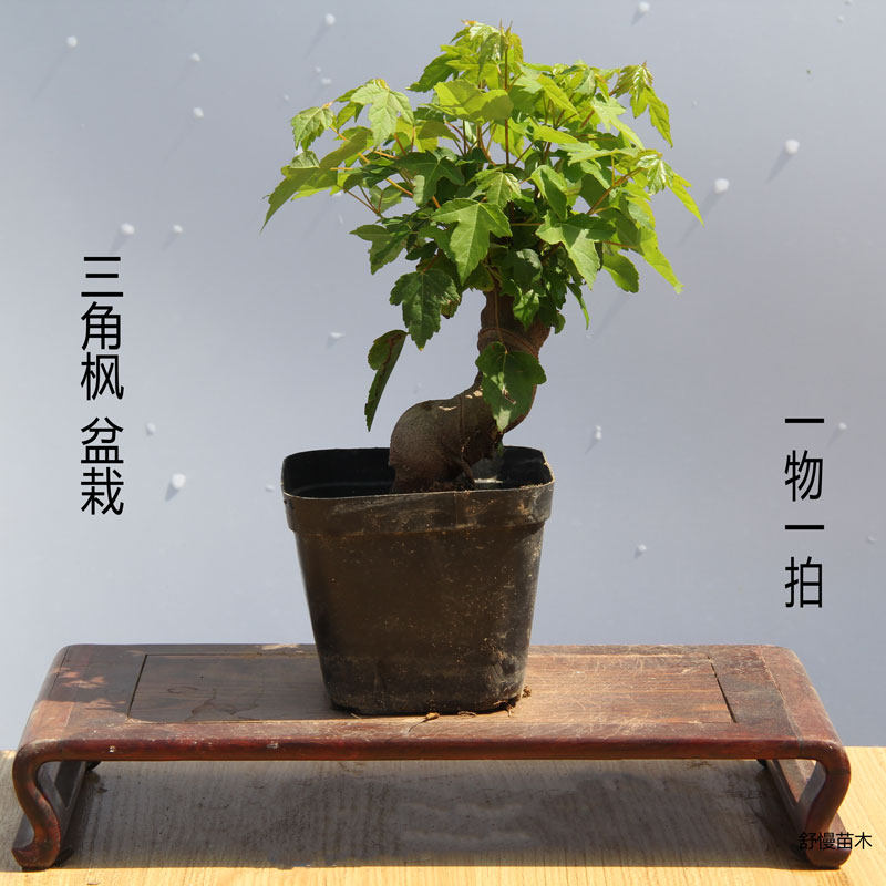 三角枫盆景素材模板 三角枫盆景图片下载 小麦优选