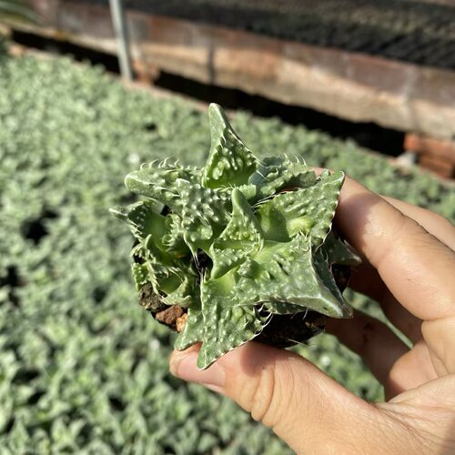 特价多肉植物怒涛四海波番杏科趣味丑萌创意绿植新手好养花卉盆栽