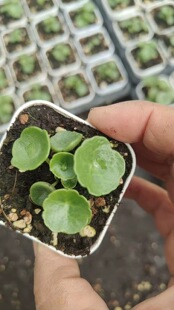 玉杯小酒杯小雨伞肚脐景天稀有青锁龙属进口块根网红多肉植物