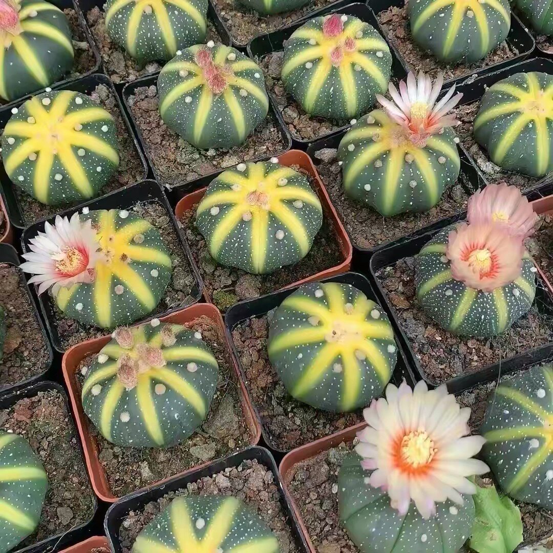 星兜西瓜兜仙人球金钱进兜多肉植物防辐射四季好养耐旱组合套装