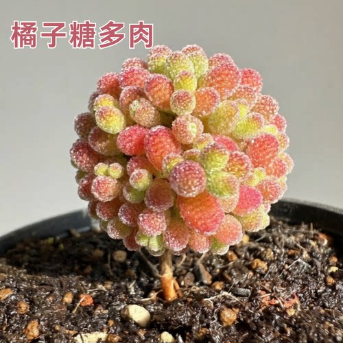 橘子球多肉盆栽好迷你多肉盆栽2-6cm糖果多肉