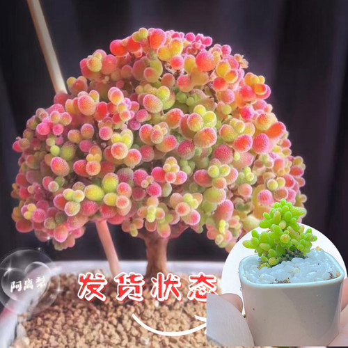 蜜桔糖球冰晶多肉枝干番杏蜜橘糖果多肉植物室内迷你小盆栽老桩