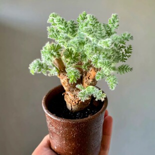 羽叶洋葵 帕威 卡美 文纳森 洋葵 pelargonium多肉植物稀有块根