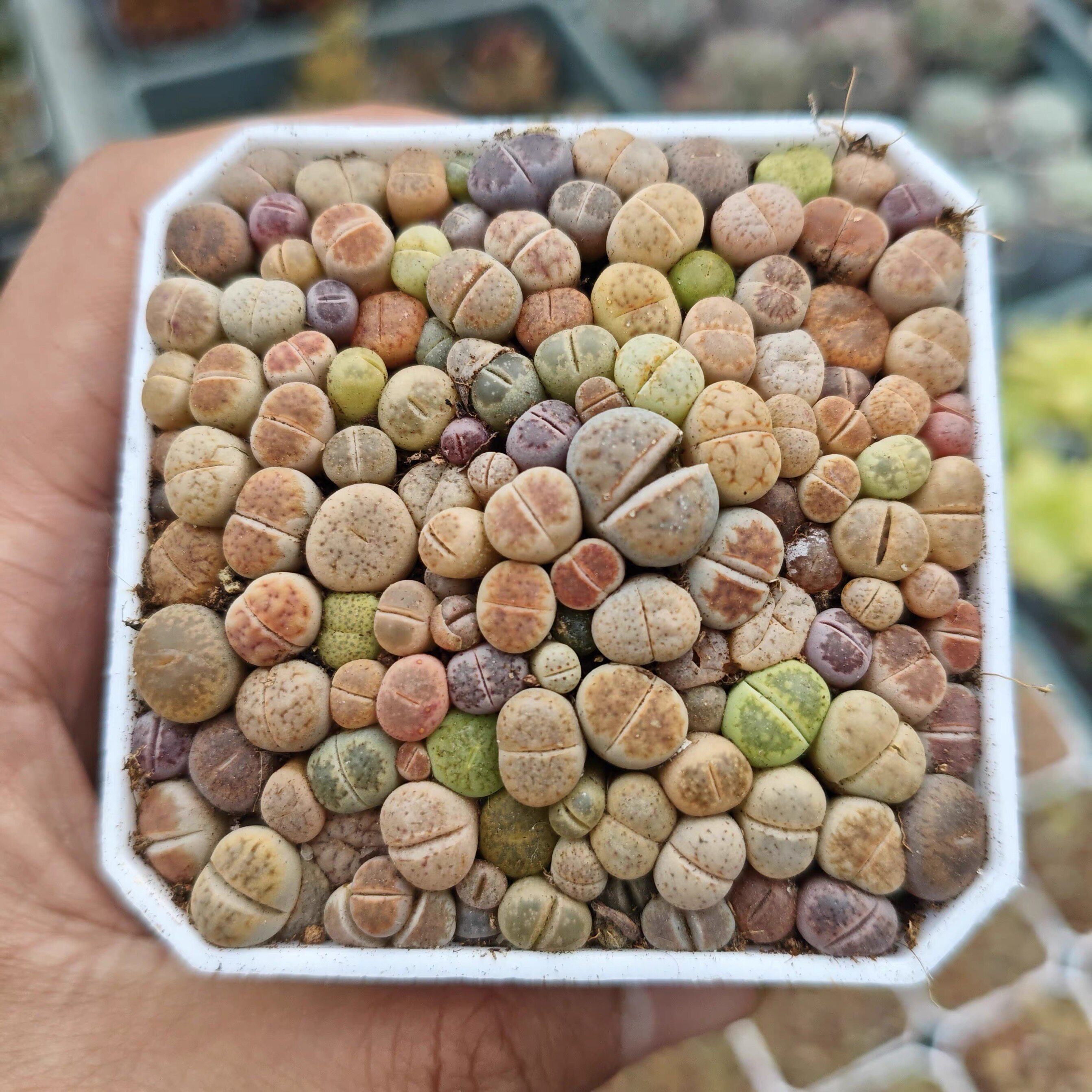 生石花拼盘多肉植物一颗包邮新手多肉植物