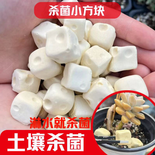 奶酪小方多肉植物土壤杀菌固体杀菌多肉营养肥多肉杀菌花盆小摆件