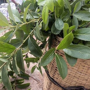 云南野生透骨香中药材滇白珠透骨草全株满山香搜山虎原生态新鲜