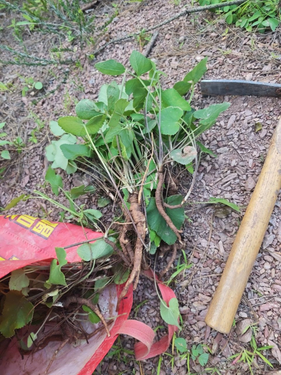 云南纯天然山当归异叶茴芹鹅脚板杏叶防风羊膳路羊古草山当归新鲜