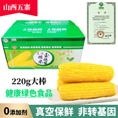 新日期清涟山西忻州新玉米五寨黄糯甜玉米真空装 健康早餐加热即食