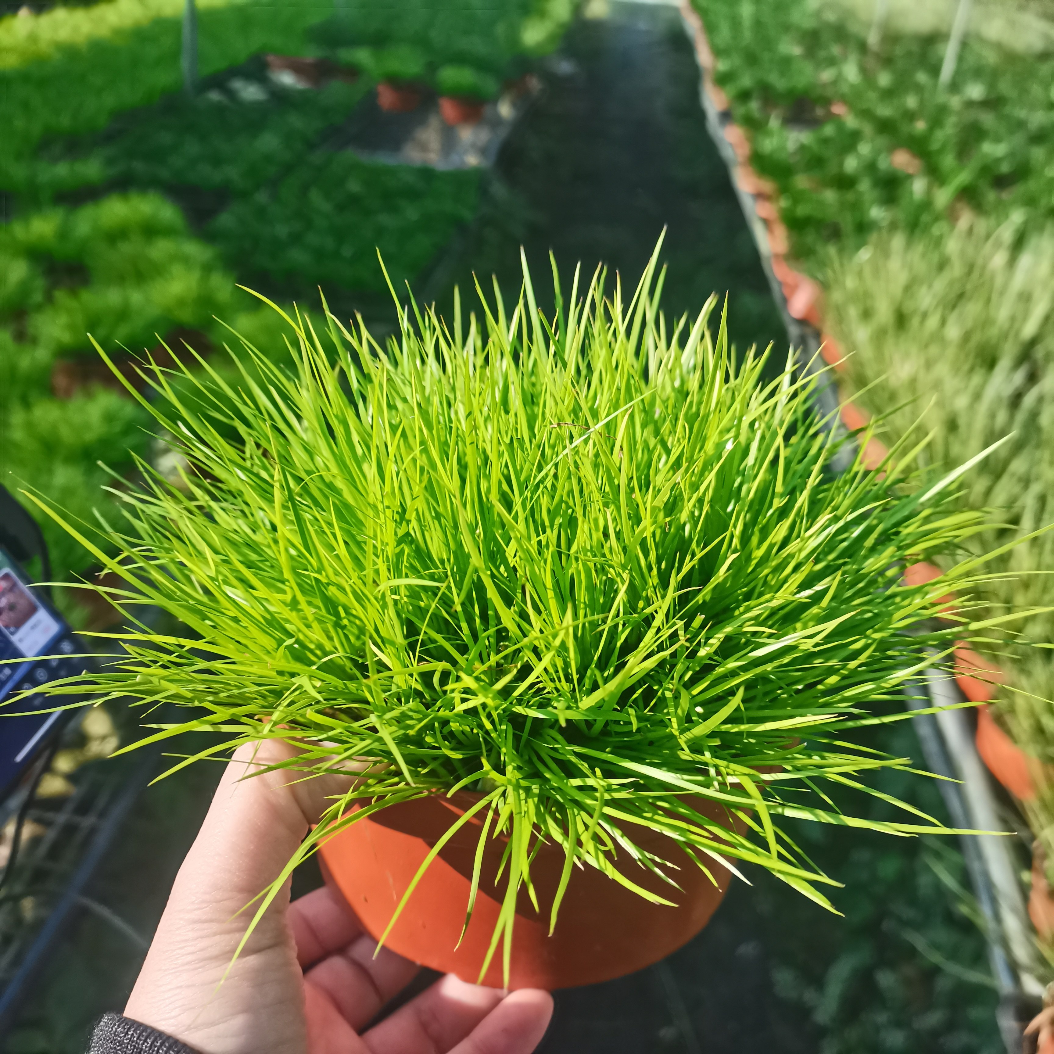 黄金姬菖蒲草盆栽耐寒耐热四季盆造型盆景