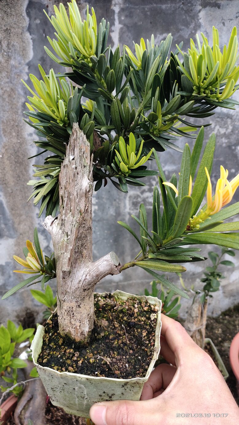 真趣黄芽菊花芯海岛罗汉松嫁接苗树桩盆景盆栽 一物一拍