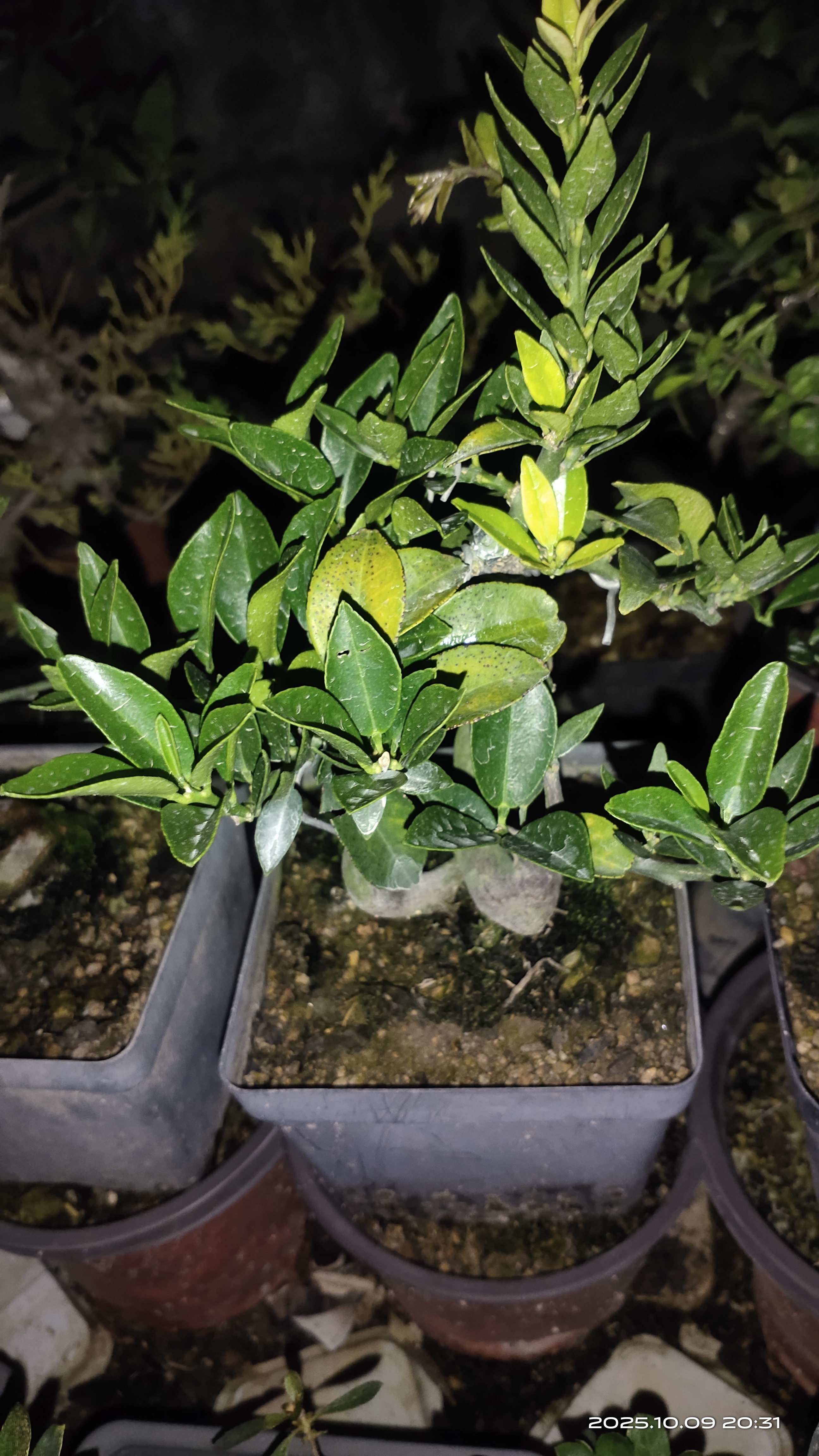 正版日本八房柑嫁接苗 精挑砧木 名贵品种 盆景素材 花果类盆景