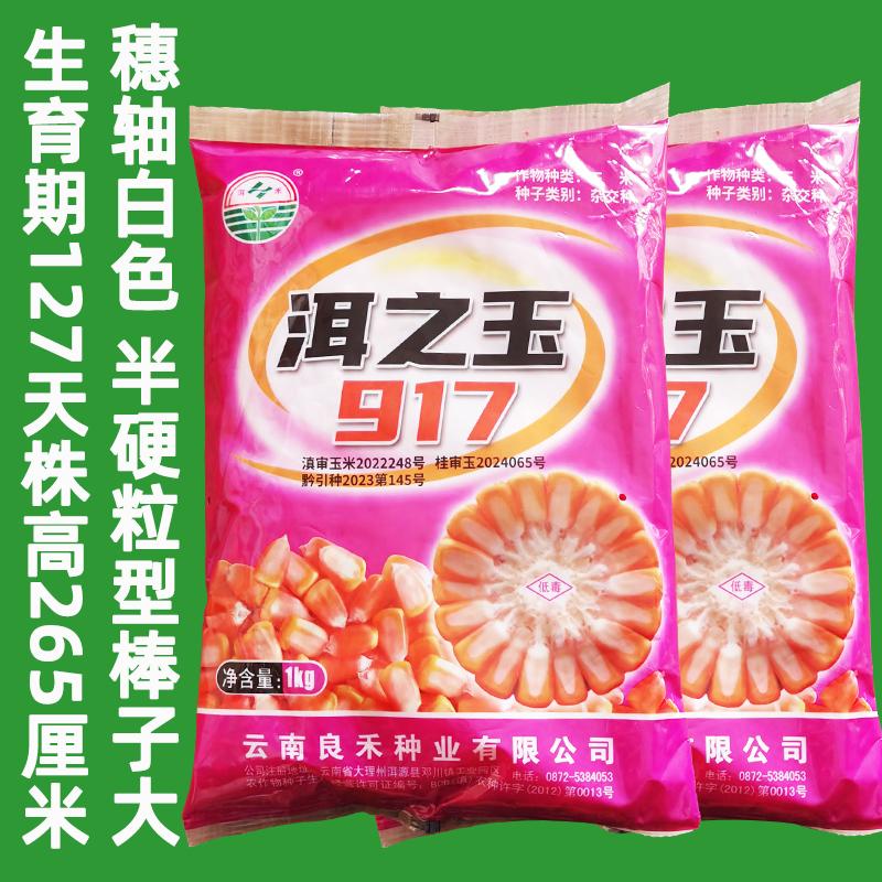 1008抗倒伏抗病白軸黃包谷種