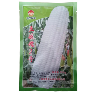 亚航糯2号玉米杂交种子甜糯香软高抗大棒色泽洁白糯玉米种籽