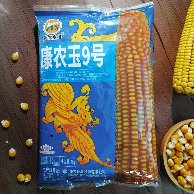 国审康农玉9号杂交玉米种子细轴大粒矮秆硬粒大棒白轴玉米种子