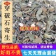广西野生 切段干品 穿破石寄生