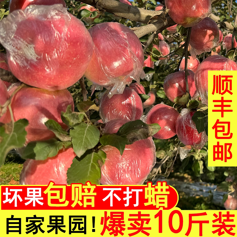 现摘山西万荣冰糖心苹果顺丰包邮