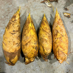 浙江临安本地两头尖大冬笋5斤颗颗精选饱满