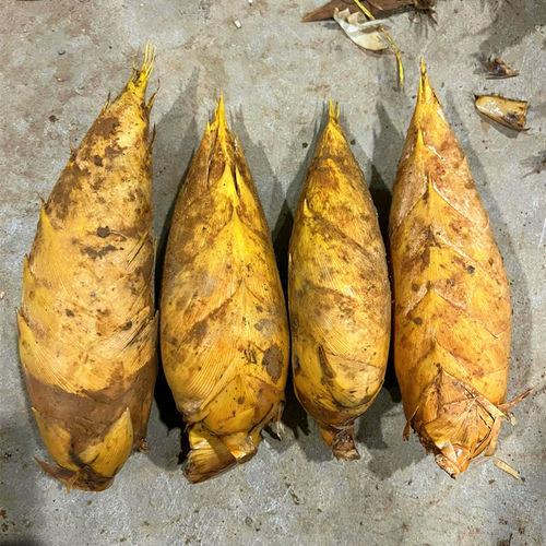 浙江临安本地两头尖大冬笋5斤颗颗精选饱满