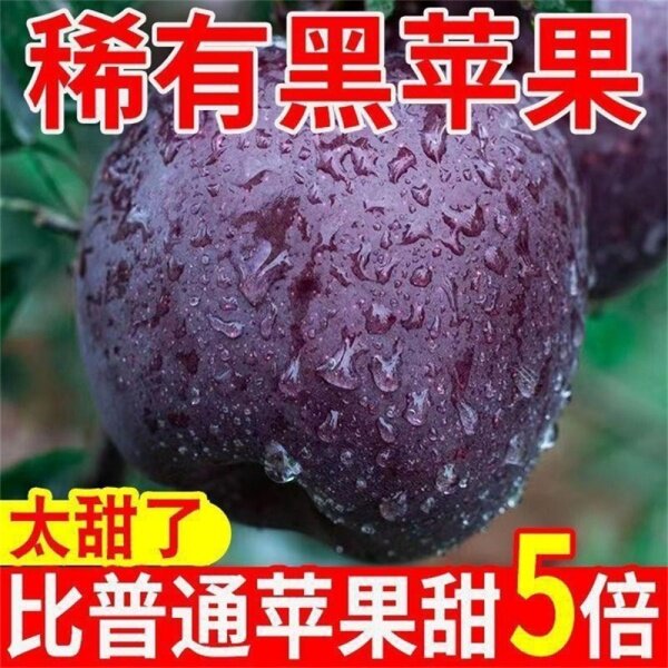 甘肃黑卡苹果冰糖心大果图片