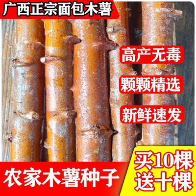 特产木薯广西白心粉糯香甜