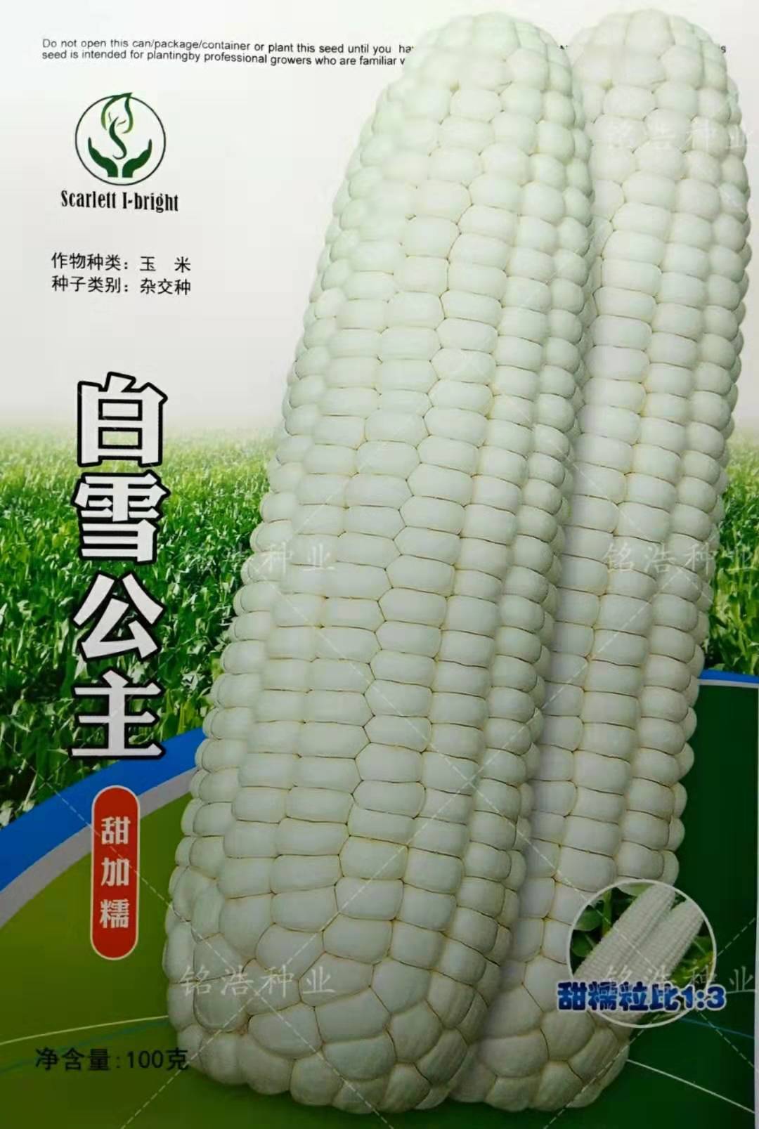 白甜糯玉米种子非转基因白糯玉米籽孑超甜春夏季播种水果白雪公主